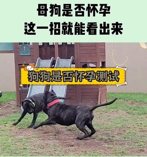 母狗怀孕的症状及注意事项（探究母狗怀孕的迹象与保健要点） - 新生家伴
