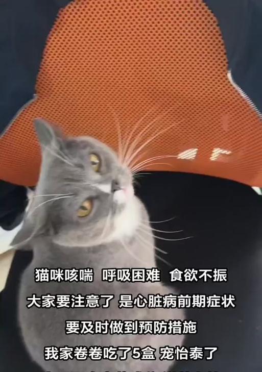 猫咪咳嗽的十个致命原因（保护您的猫咪免受咳喘威胁）(图3)