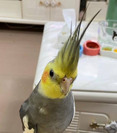 缅甸生活的多样鹦鹉(探索缅甸独特的鹦鹉物种和文化)(图2) 缅甸生活的多样鹦鹉(探索缅甸独特的鹦鹉物种和文化)(图2)