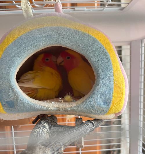 缅甸生活的多样鹦鹉（探索缅甸独特的鹦鹉物种和文化） - 新生家伴