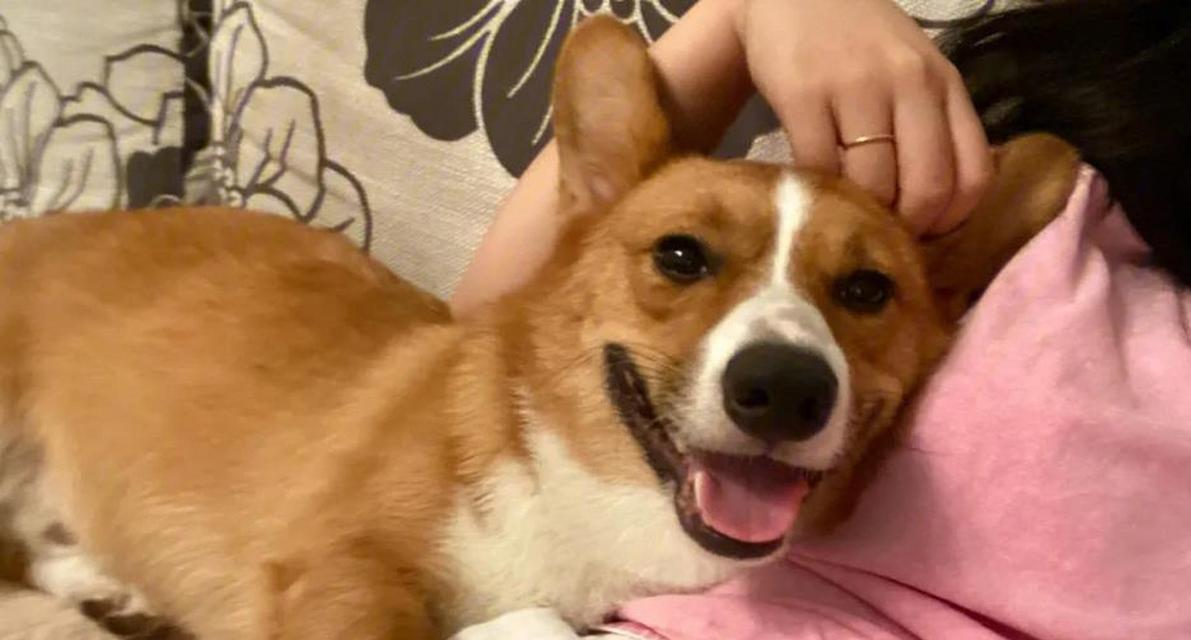 狗狗为什么喜欢跟着主人？（探索狗狗与主人之间特殊的连结） - 新生家伴