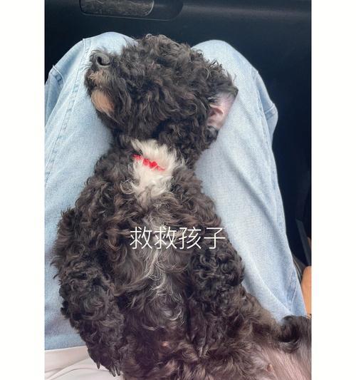 土狗呕吐的原因及处理方法(了解土狗呕吐的常见原因和正确处理方法,让你的爱犬更健康快乐)(图2) 土狗呕吐的原因及处理方法(了解土狗呕吐的常见原因和正确处理方法,让你的爱犬更健康快乐)(图2)