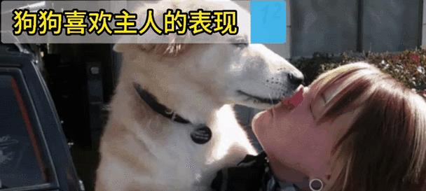 狗狗为什么喜欢跟着主人？（探索狗狗与主人之间特殊的连结）(图2)