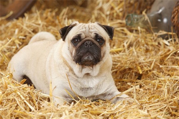 小狗怀孕的特征都有哪些？ - 新生家伴