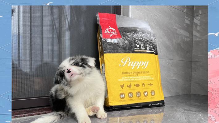 三个月大的边牧狗狗的饮食指南（科学搭配食