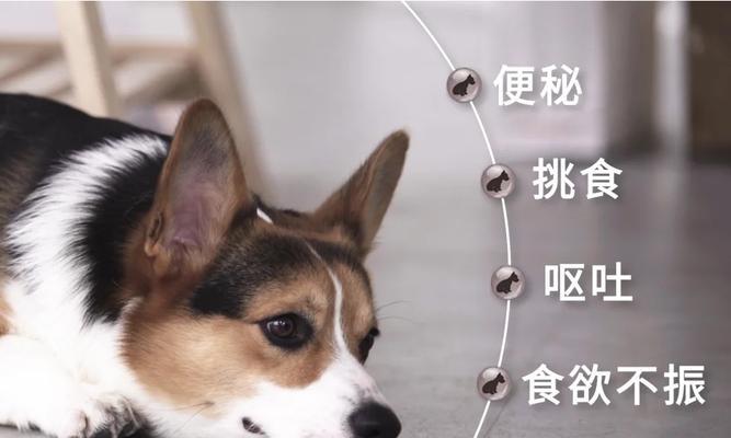 狗狗换毛需注意的饮食搭配(了解狗狗换毛期间的营养需求,为它们提供合适的食物)(图2) 狗狗换毛需注意的饮食搭配(了解狗狗换毛期间的营养需求,为它们提供合适的食物)(图2)