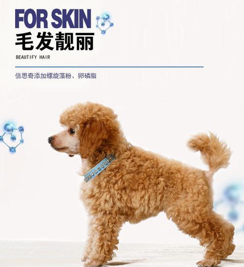 泰迪狗喜爱的香味狗粮(揭开泰迪狗喜欢的狗粮香的秘密)(图3) 泰迪狗喜爱的香味狗粮(揭开泰迪狗喜欢的狗粮香的秘密)(图3)