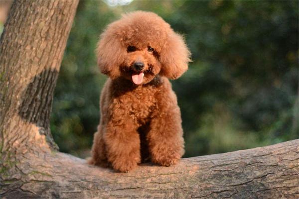 宠物狗的基本训练有哪些？ - 新生家伴