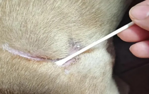 海泊舒治疗病例 | 一例犬咬伤的病例报告(图11)