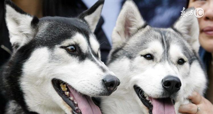 2017年最流行的宠物犬品种(探索当年备受宠爱的宠物犬种类及其魅力)(图3) 2017年最流行的宠物犬品种(探索当年备受宠爱的宠物犬种类及其魅力)(图3)