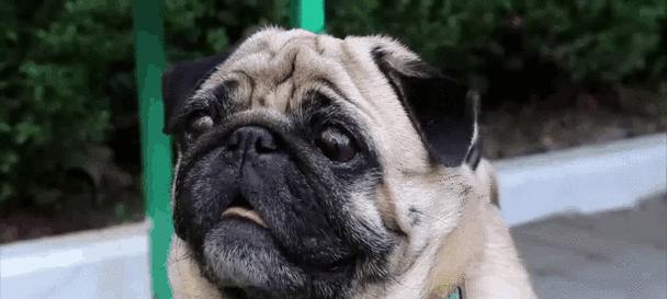 聪明听话的狗狗训练秘籍(培养狗狗良好的行为习惯,共创和谐的宠物生活)(图1) 聪明听话的狗狗训练秘籍(培养狗狗良好的行为习惯,共创和谐的宠物生活)(图1)