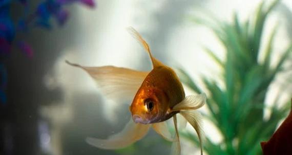 探索金鱼絮状现象的奥秘（金鱼絮状）(图3)