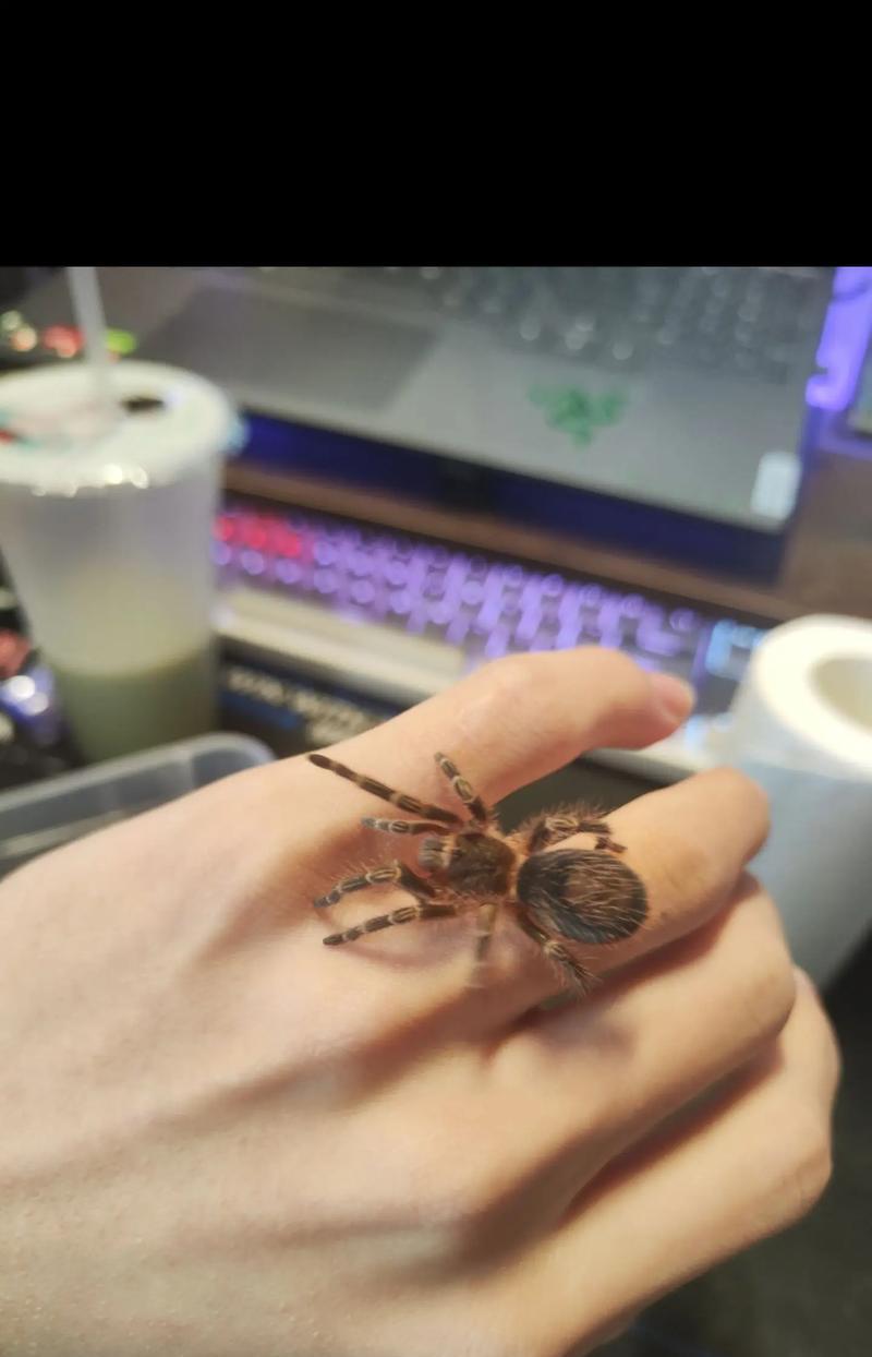 大学寝室养什么宠物最合适?(选择适合寝室的宠物是关键!)(图1) 大学寝室养什么宠物最合适?(选择适合寝室的宠物是关键!)(图1)