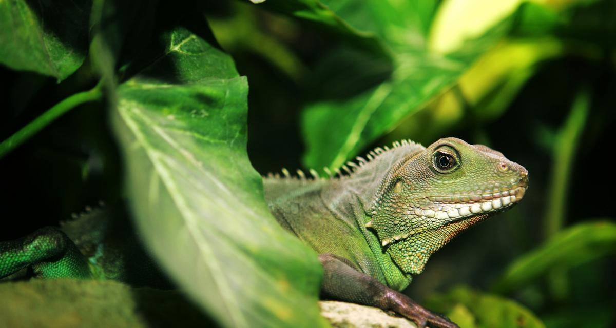 大学寝室养什么宠物最合适?(选择适合寝室的宠物是关键!)(图3) 大学寝室养什么宠物最合适?(选择适合寝室的宠物是关键!)(图3)