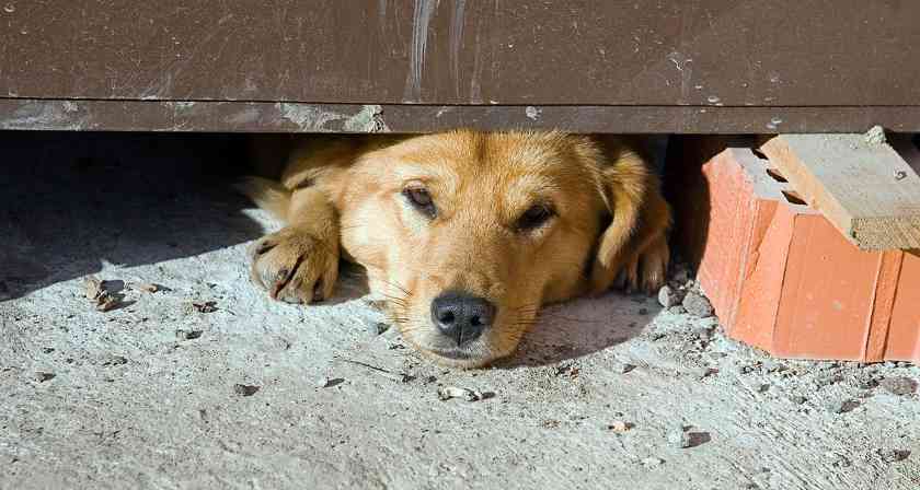 为什么狗狗不喜欢睡在狗窝里？（狗心作祟还是真的不喜欢？）(图2)