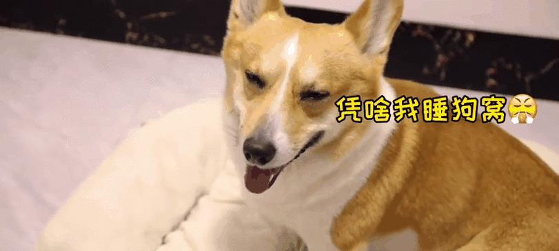 为什么狗狗不喜欢睡在狗窝里？（狗心作祟还是真的不喜欢？） - 辰飞雨新生家伴