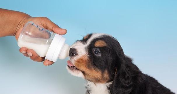 酸奶（给你的狗喝酸奶吧，让它健康活力）(图2)