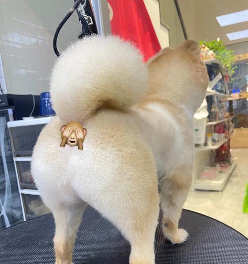 以俊介的毛发护理频率探析(毛发剪裁的关键与技巧)(图2) 以俊介的毛发护理频率探析(毛发剪裁的关键与技巧)(图2)