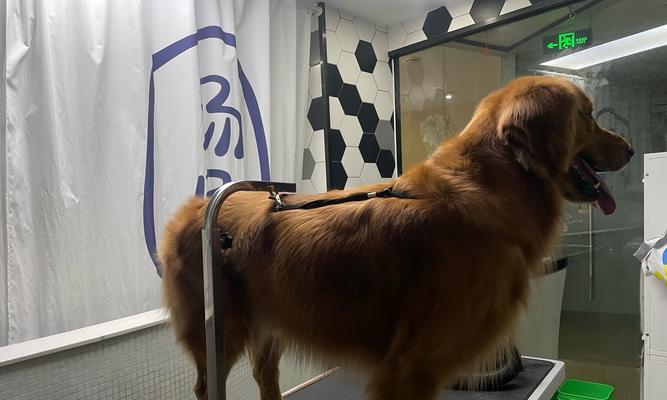 金毛配种后多久可以看出怀孕情况(从交配到妊娠,金毛犬的孕育周期及可观察的体征)(图2) 金毛配种后多久可以看出怀孕情况(从交配到妊娠,金毛犬的孕育周期及可观察的体征)(图2)