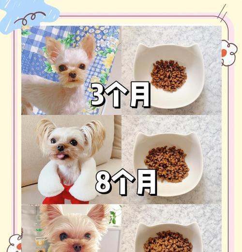 金毛配种后多久可以看出怀孕情况(从交配到妊娠,金毛犬的孕育周期及可观察的体征)(图1) 金毛配种后多久可以看出怀孕情况(从交配到妊娠,金毛犬的孕育周期及可观察的体征)(图1)