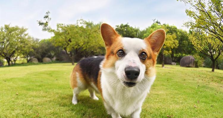 柯基的分类与颜色无关(为何以三色柯基比双色贵?)(图1) 柯基的分类与颜色无关(为何以三色柯基比双色贵?)(图1)