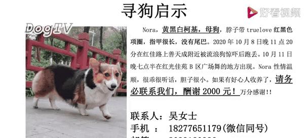 柯基的分类与颜色无关(为何以三色柯基比双色贵?)(图2) 柯基的分类与颜色无关(为何以三色柯基比双色贵?)(图2)