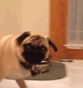 选择这几种狗狗，一生皮实好养活，养了之后不想换狗了（让生活更简单的宠物伙伴，）(图1)