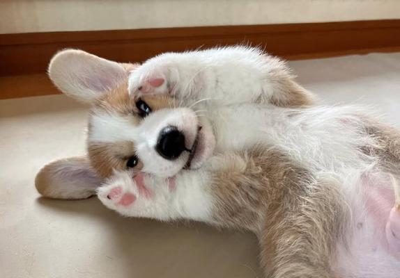 选择这几种狗狗，一生皮实好养活，养了之后不想换狗了（让生活更简单的宠物伙伴，）(图2)