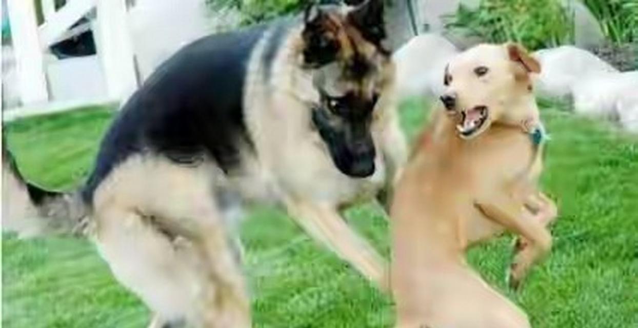 狗狗配种需要多久才能看到变化?(探讨狗狗配种后身体和行为上的变化,了解所需时间)(图3) 狗狗配种需要多久才能看到变化?(探讨狗狗配种后身体和行为上的变化,了解所需时间)(图3)