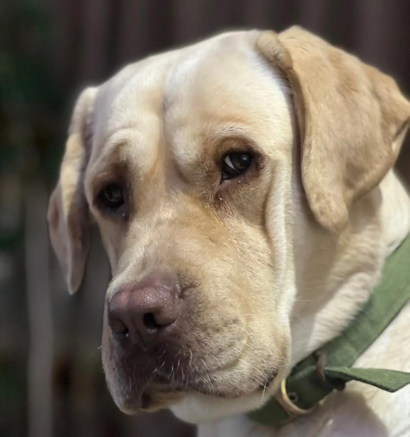 拉布拉多狗性成熟所需时间（探究拉布拉多狗性成熟的时间周期及影响因素）(图3)