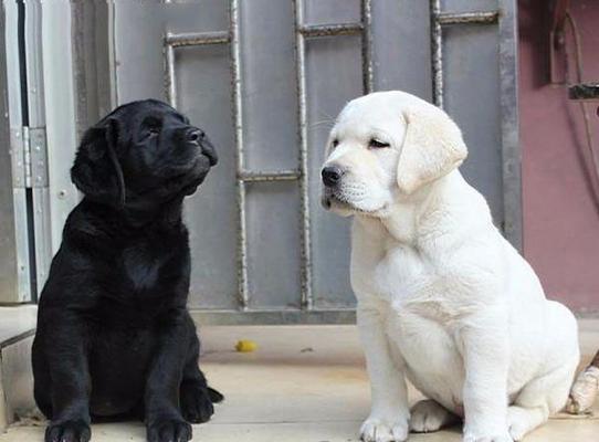 拉布拉多狗性成熟所需时间（探究拉布拉多狗