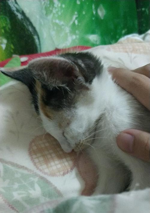 猫摔内伤的生死攸关(摔伤致命一刻,关键是速治)(图3) 猫摔内伤的生死攸关(摔伤致命一刻,关键是速治)(图3)