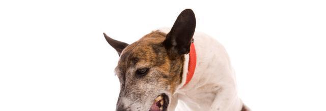 土狗呕吐的原因及处理方法（了解土狗呕吐的常见原因和正确处理方法，让你的爱犬更健康快乐）(图3)