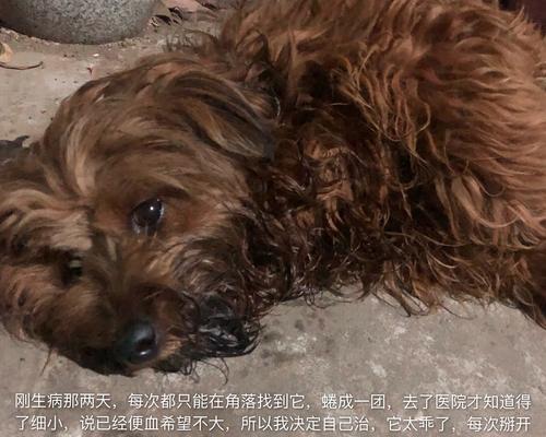 土狗呕吐的原因及处理方法（了解土狗呕吐的常见原因和正确处理方法，让你的爱犬更健康快乐）(图1)