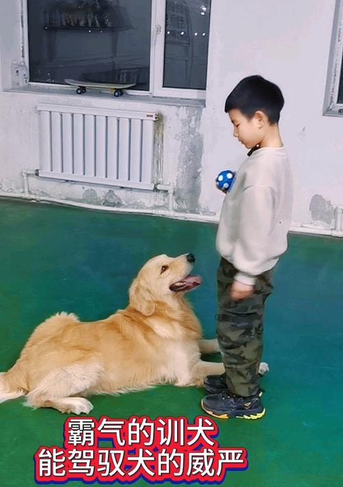 聪明听话的狗狗训练秘籍（培养狗狗良好的行为习惯，共创和谐的宠物生活）(图2)