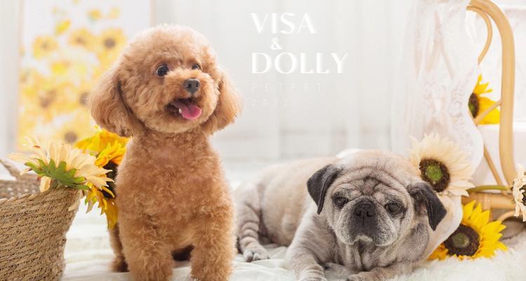 2017年最流行的宠物犬品种（探索当年备受宠爱的宠物犬种类及其魅力）(图1)