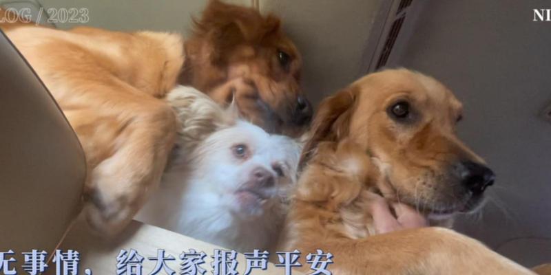 狗狗换毛需注意的饮食搭配（了解狗狗换毛期间的营养需求，为它们提供合适的食物）(图3)