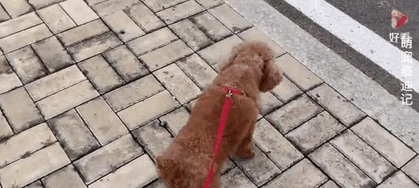 胆小的狗为什么会变得凶恶？（探究胆小狗凶恶行为背后的原因及解决方法） - 新生家伴
