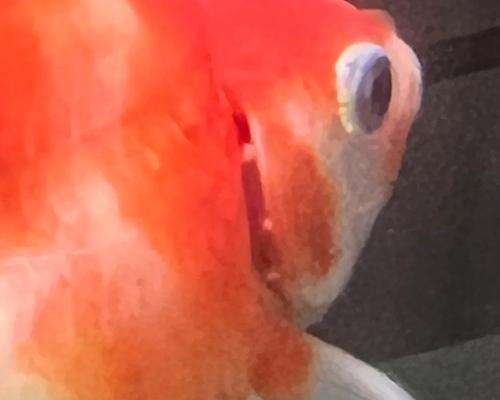 探索金鱼絮状现象的奥秘（金鱼絮状）(图2)