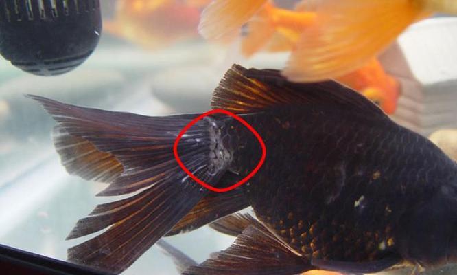 探索金鱼絮状现象的奥秘（金鱼絮状）(图1)