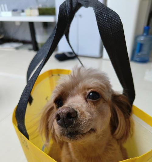 胆小的狗为什么会变得凶恶？（探究胆小狗凶恶行为背后的原因及解决方法）(图2)