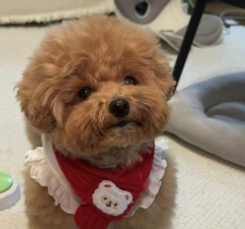 大学寝室养什么宠物最合适?(选择适合寝室的宠物是关键!)(图2) 大学寝室养什么宠物最合适?(选择适合寝室的宠物是关键!)(图2)