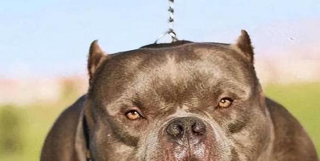 胆小的狗为什么会变得凶恶？（探究胆小狗凶恶行为背后的原因及解决方法）(图3)