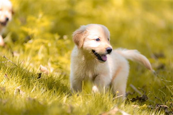 怎么避免犬猫吵闹扰人？ - 辰飞雨新生家伴