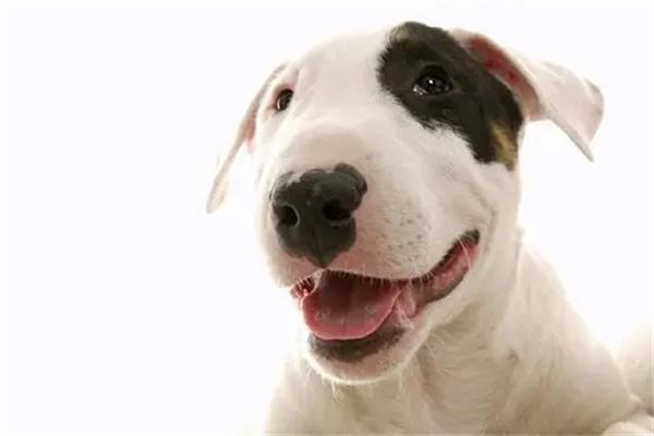 小狗怀孕的特征都有哪些？(图2)