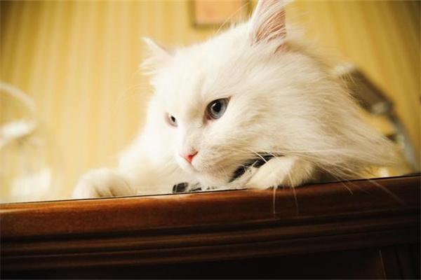 猫咪也会做噩梦吗？(图2)