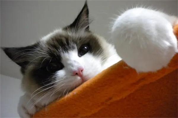 流浪猫之间为什么会打架？(图2)