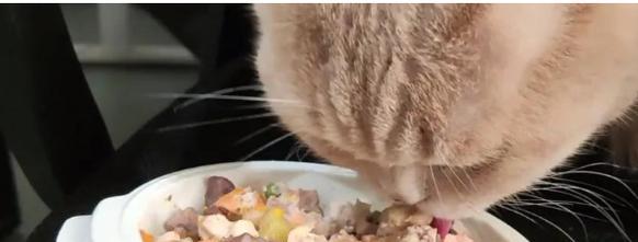 猫咪能吃哪些肉？（解析猫咪的食肉习性及合适的肉类食物）(图3)