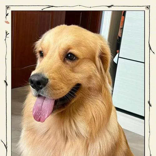 养金毛需注意的事项(宠物金毛养护指南)(图2) 养金毛需注意的事项(宠物金毛养护指南)(图2)