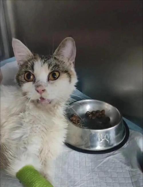 猫咪咳嗽的十个致命原因(保护您的猫咪免受咳喘威胁)(图2) 猫咪咳嗽的十个致命原因(保护您的猫咪免受咳喘威胁)(图2)